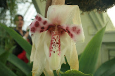 Mi blog de orquídeas