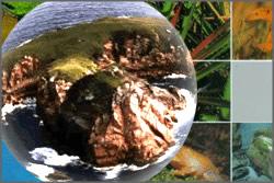 [biodiversidade.JPG]