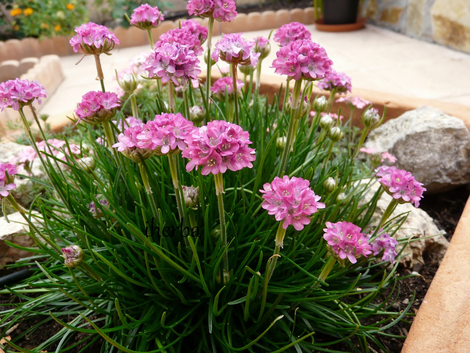 El Mundo de las Plantas de iherba : Césped de España (Armeria marítima)