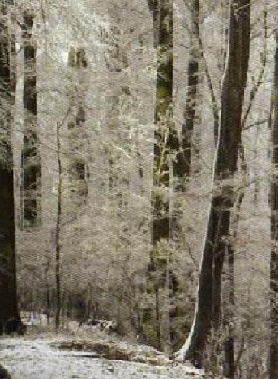 Muhlhausen Geschichte Und Mehr 89 Vogteier Impressionen