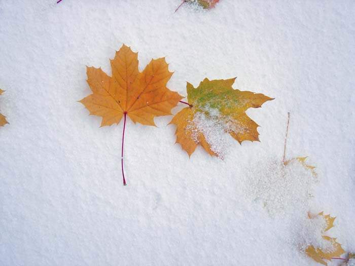 [snow+and+leaves+2+sm.jpg]