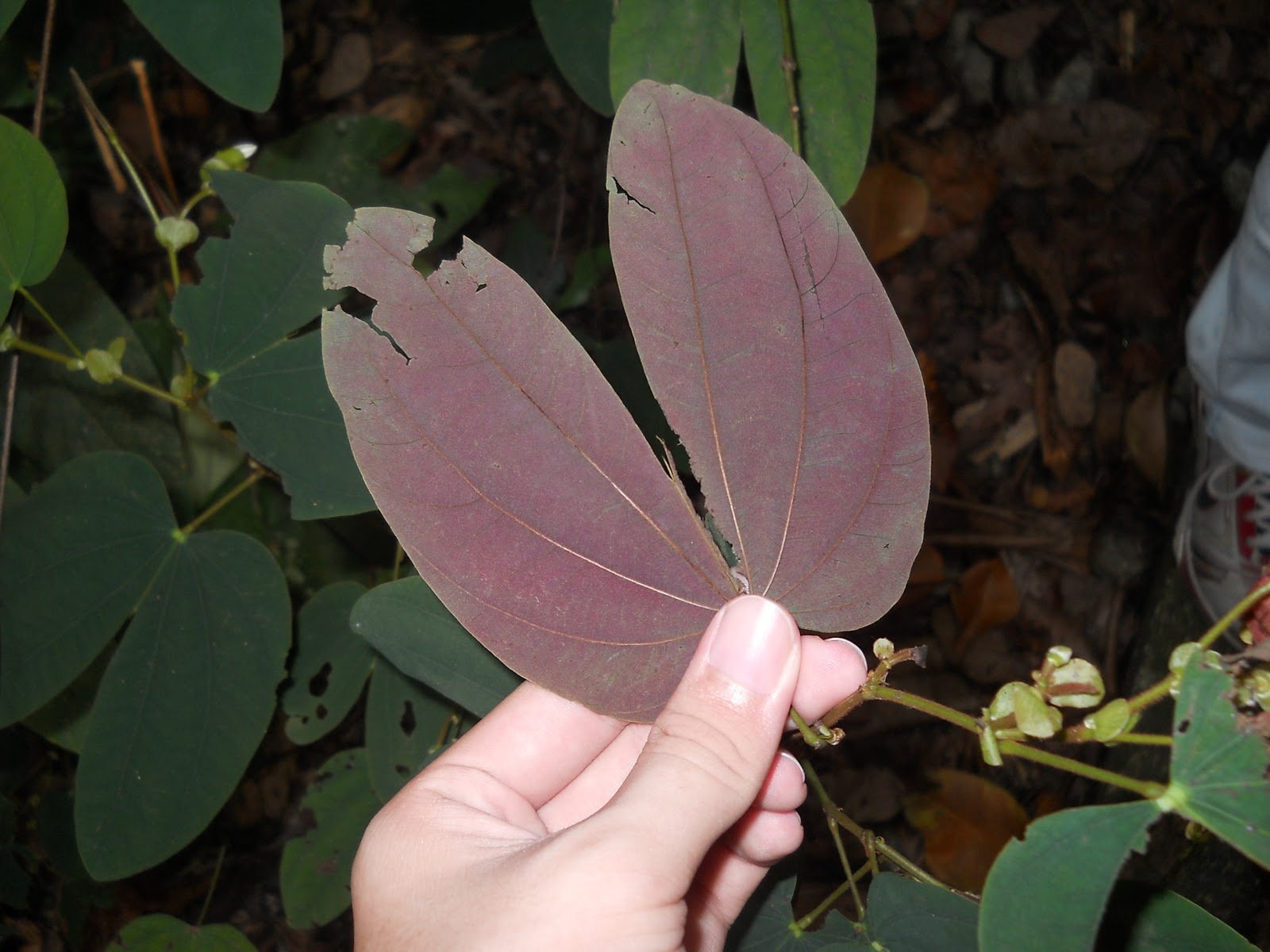 Bukit Timah Nature Reserve