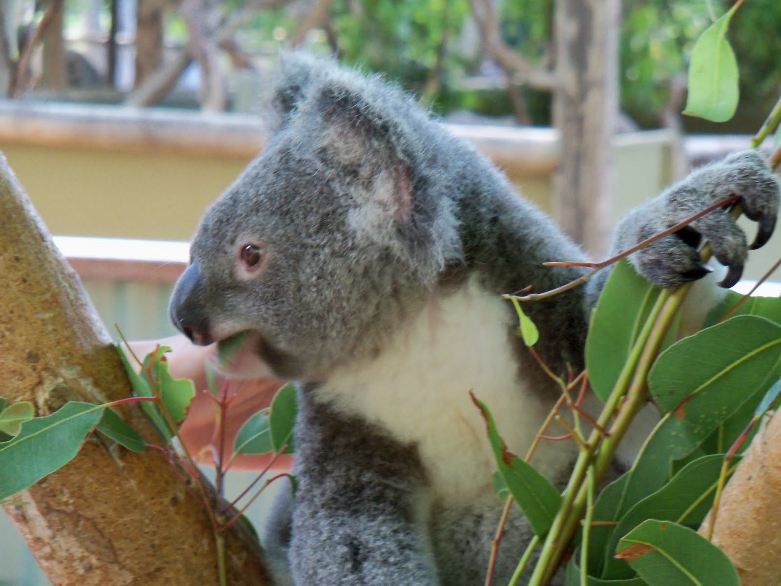 Semester in Australia: Pictures from Billabong Sanctuary