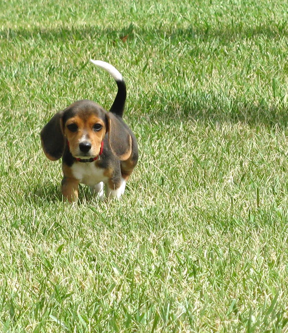 Mary's Be a GoodDog Blog: Sweetest Beagles