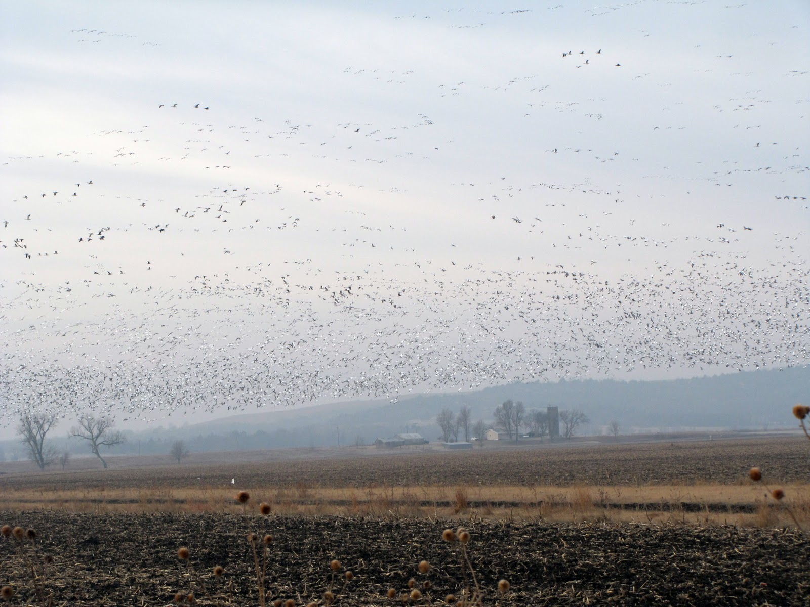 flocks of geese flocks of geese
