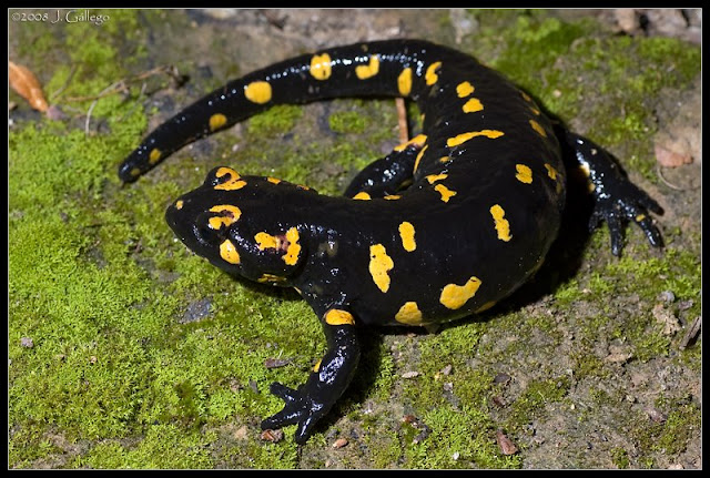 Salamandra salamandra morenica