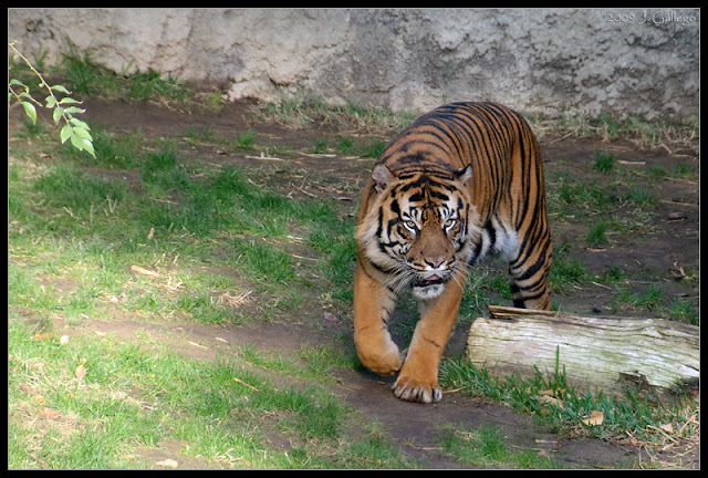 Pantera tigris