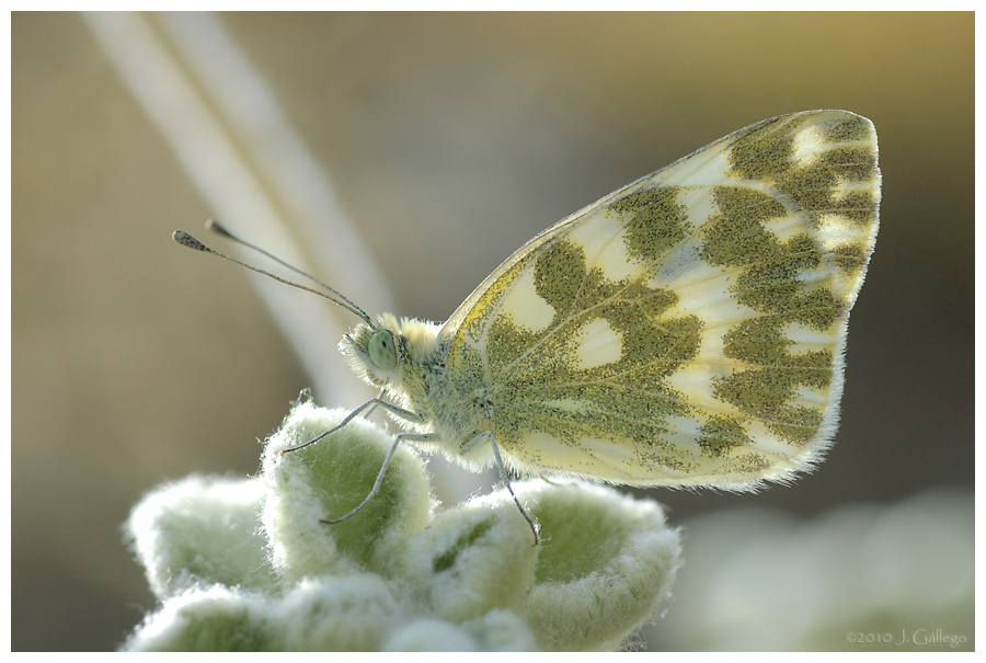 macroinstantes Pontia daplidice
