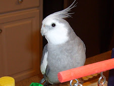 Monty the White faced Cockatiel