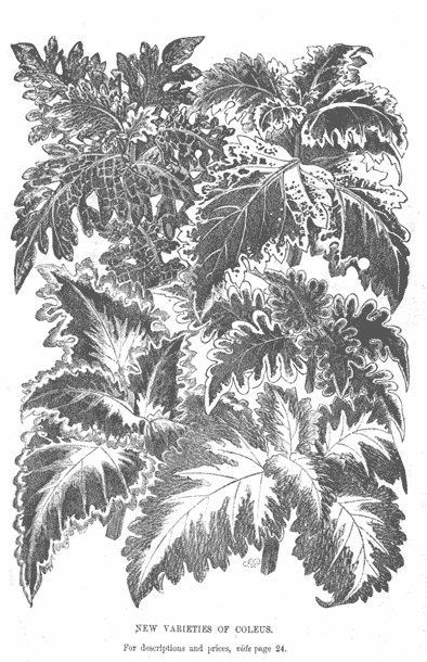 [newcoleus-p25.gif]