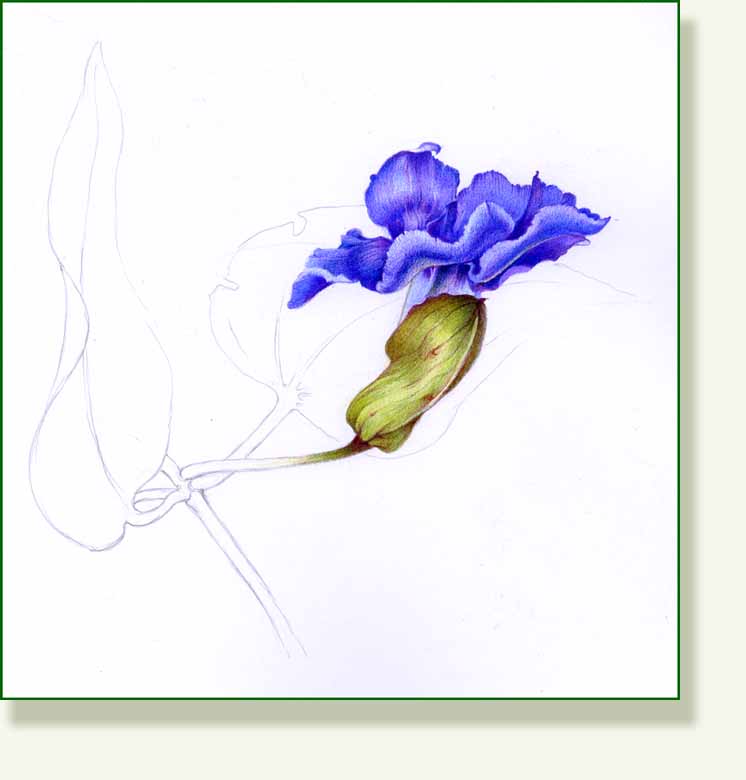 [sky+flower.jpg]