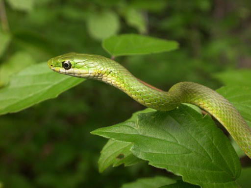 [rough+green+snake.jpg]