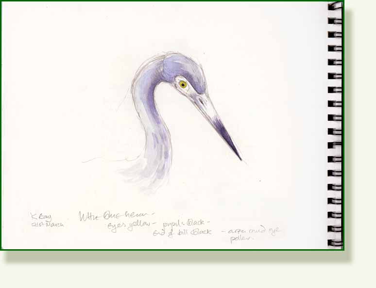[heron+sketch+col.jpg]