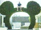[topiary+joe.jpg]