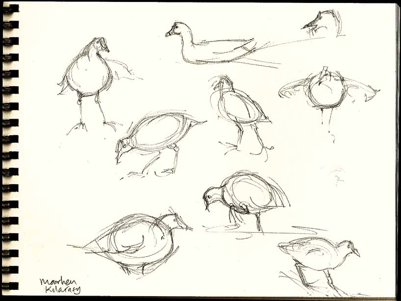 [moorhen.jpg]