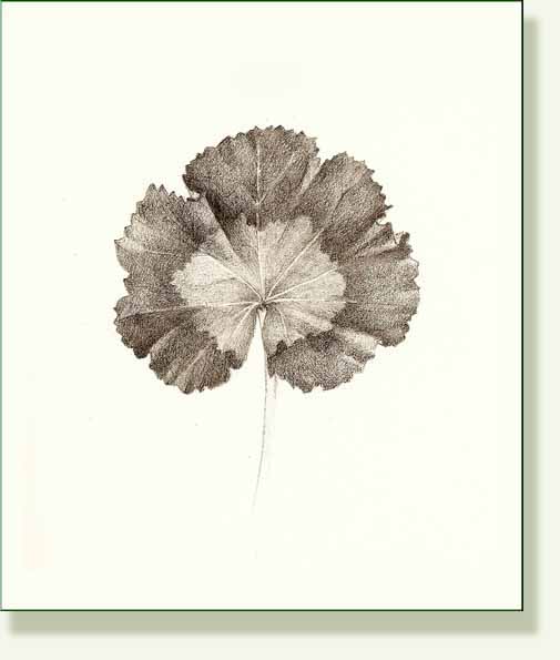 [geranium+3.jpg]
