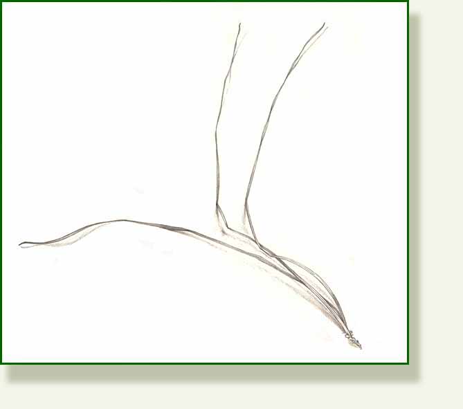 [pine+needles.jpg]