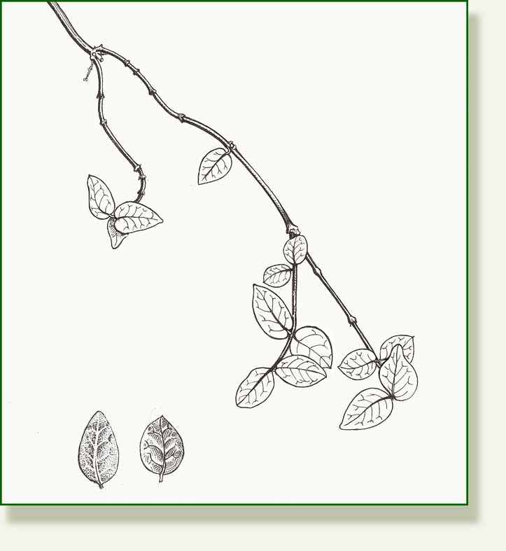 [asiaticjasmine.jpg]