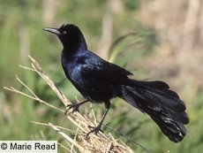[grackle.jpg]