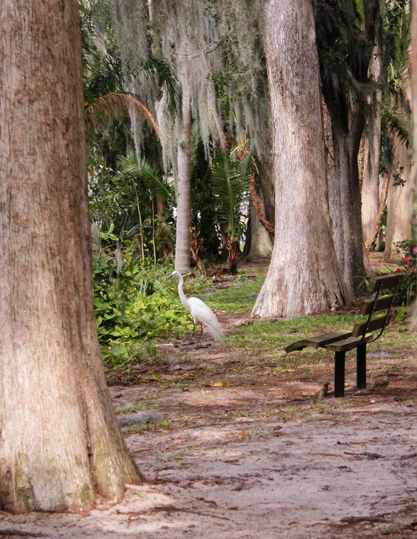 [egret.jpg]