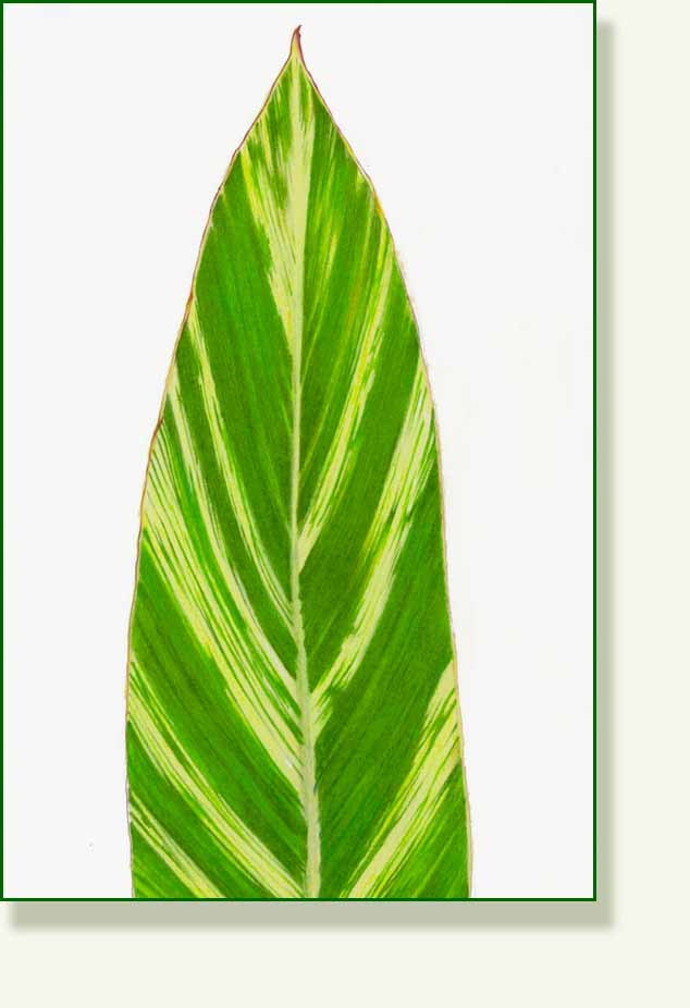 [variegated+ginger.jpg]