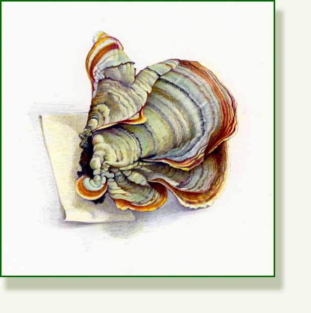 [turkey+tail+fungus.jpg]