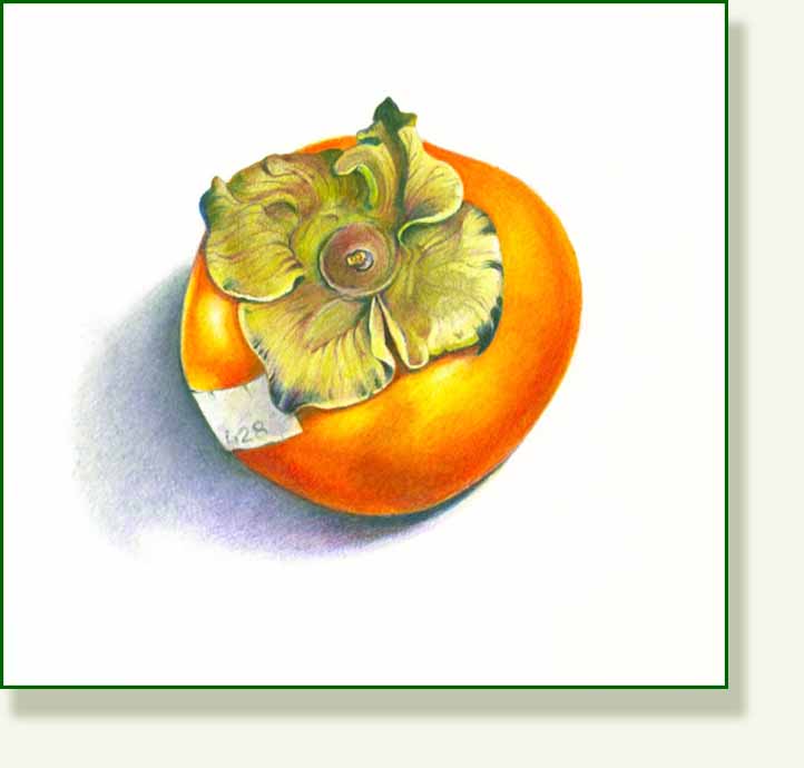 [persimmon.jpg]