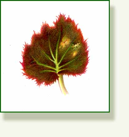 [begonia+leaf.jpg]