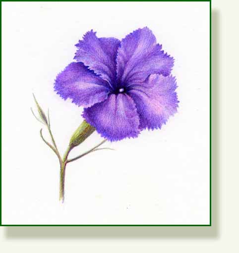 [ruellia.jpg]