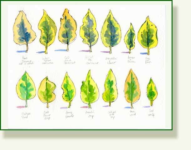 [green+leaves.jpg]
