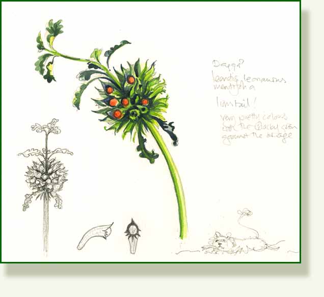[lions+tail+dagga.jpg]