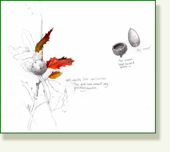 [oak+gall.jpg]