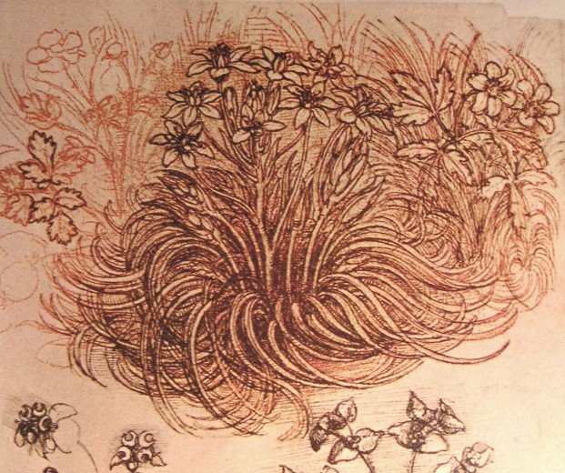 [Leonardo_botanical_study.jpg]