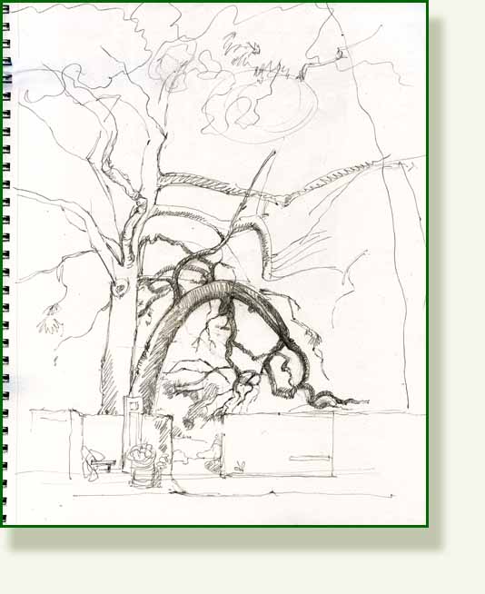 [tree+walk.jpg]