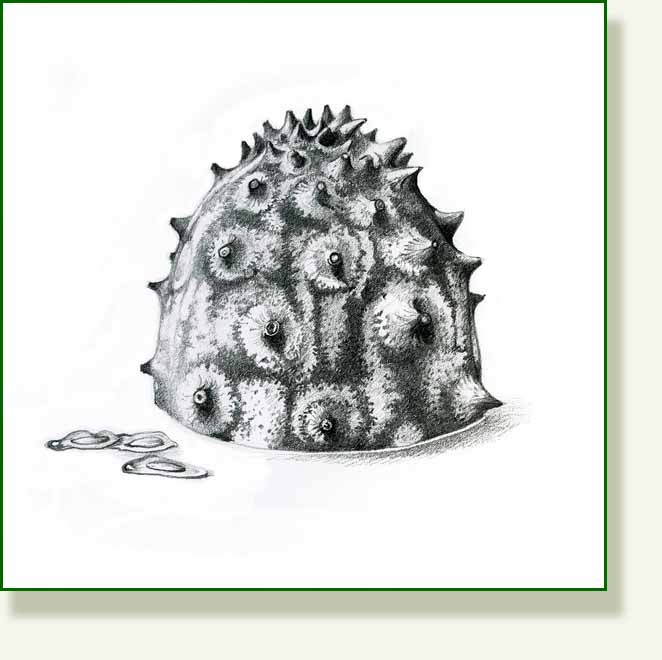[horned+melon.jpg]