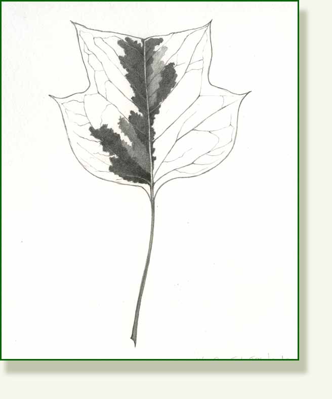 [tuliptree+.jpg]