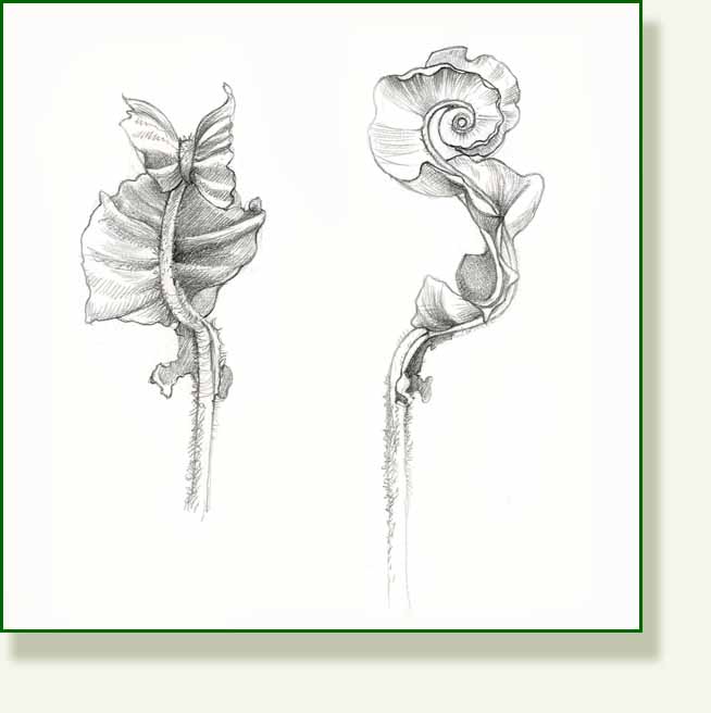 [harts+tongue+fern.jpg]