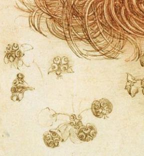[leo+sun+spurge+detail.jpg]