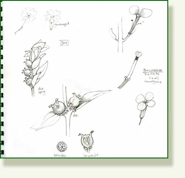 [box+and+cress.jpg]