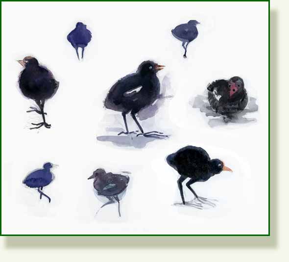 [moorhen+chicks.jpg]