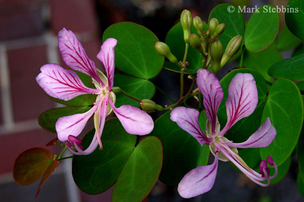 [Bauhinia_yunnanensis_web.jpg]