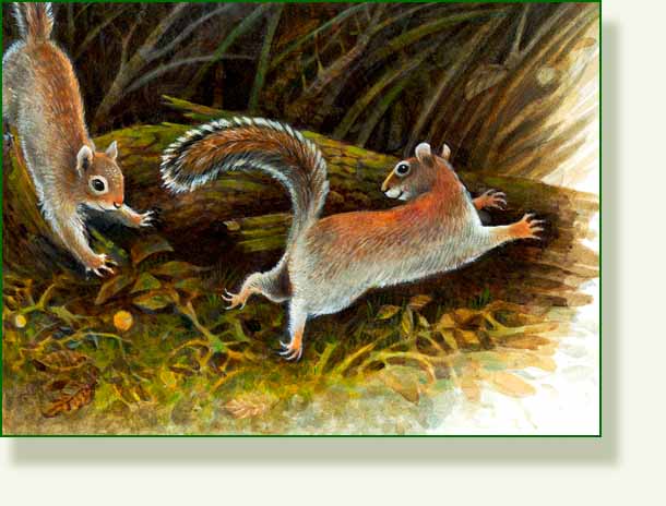 [squirrels+old.jpg]