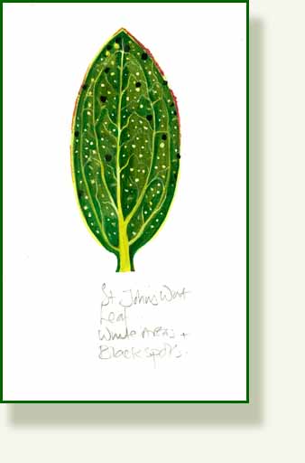 [st+johns+wort.jpg]