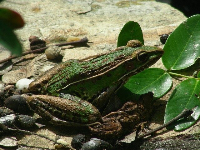 [frog.jpg]