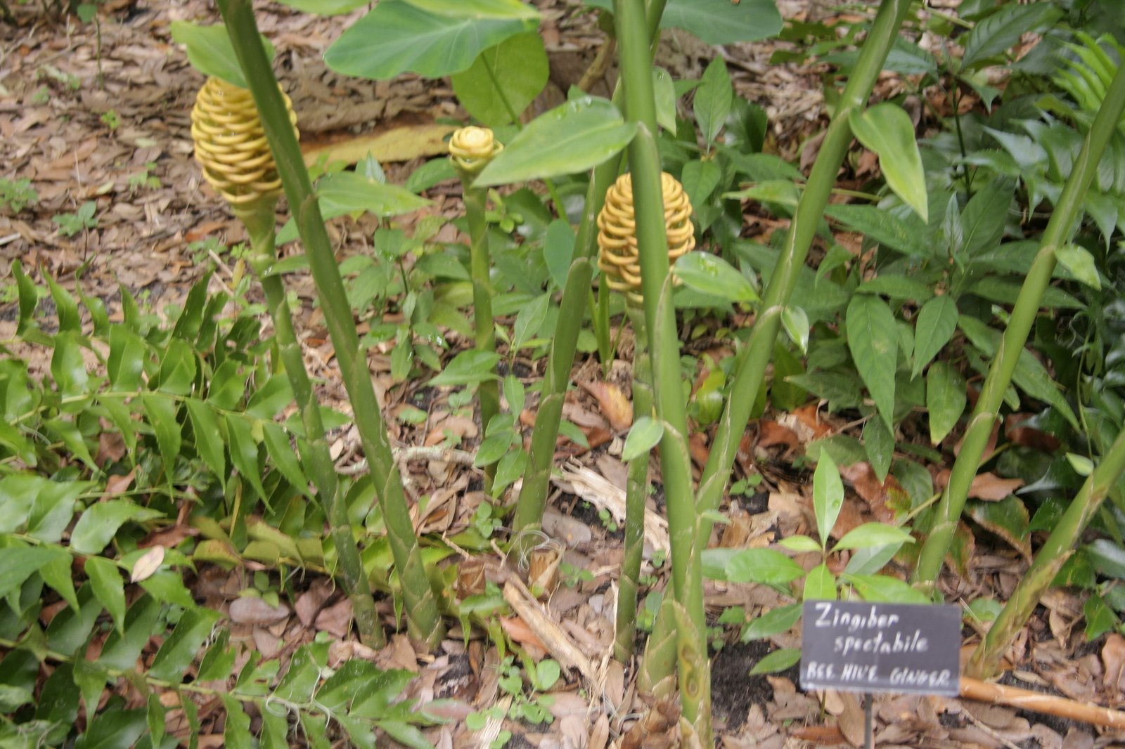[beehive+ginger_resize_resize.jpg]