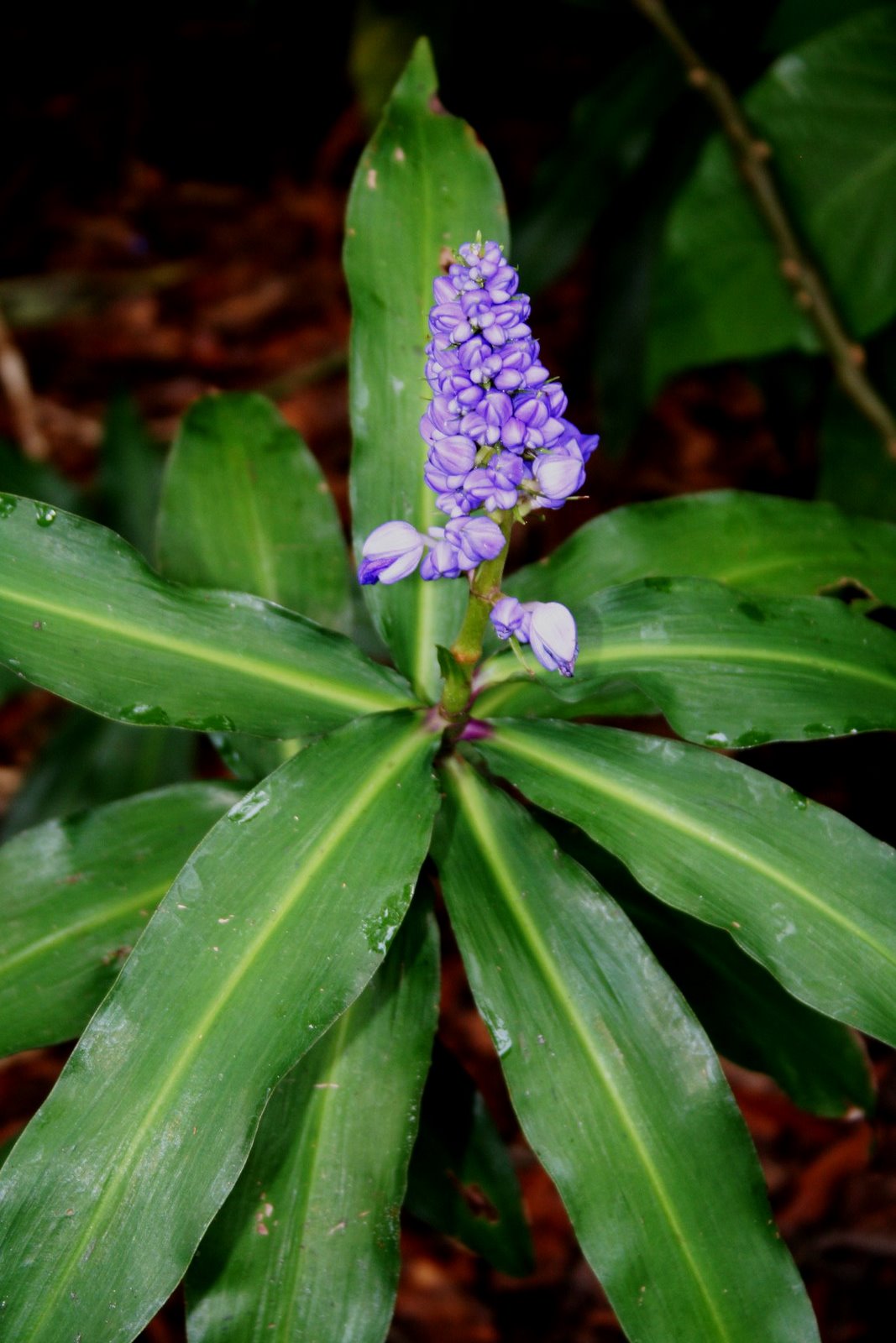 [blue+ginger.jpg]