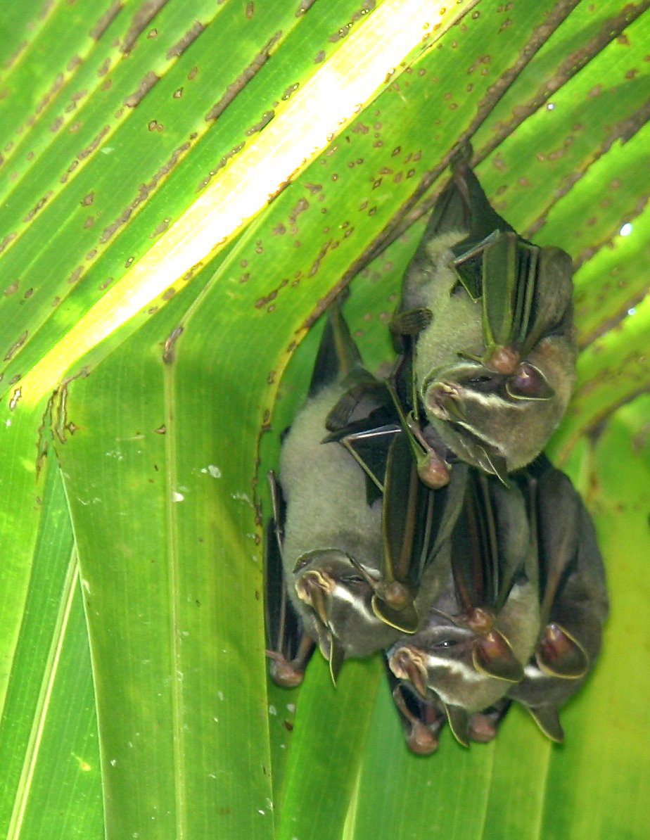 [tent_bats_san_pedrillo_04.jpg]