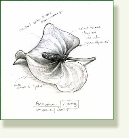 [anthurium.jpg]