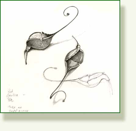 [grevillea+pods.jpg]