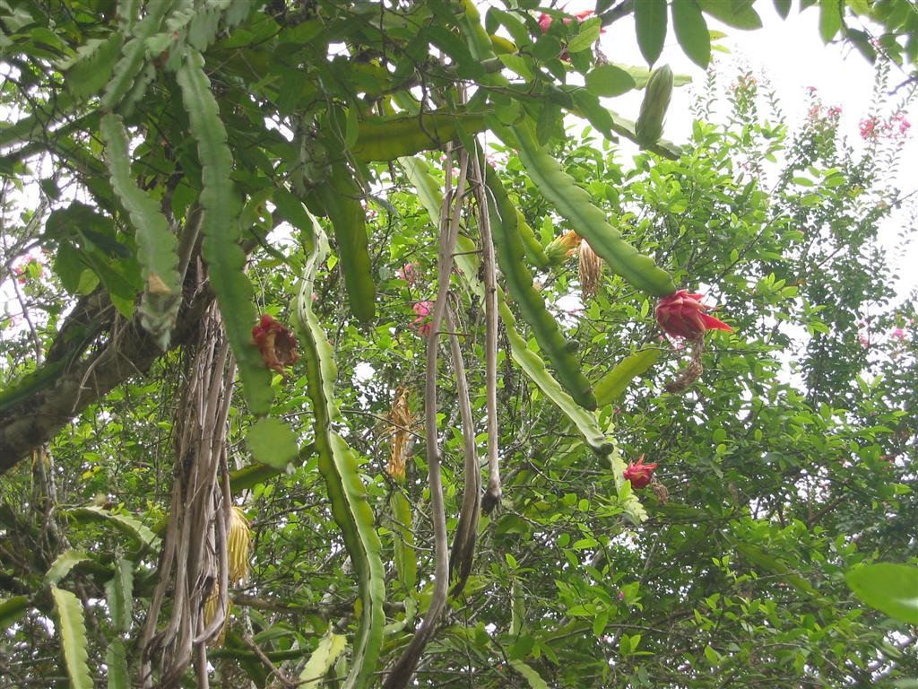[dragonfruit_b__2_.jpg]